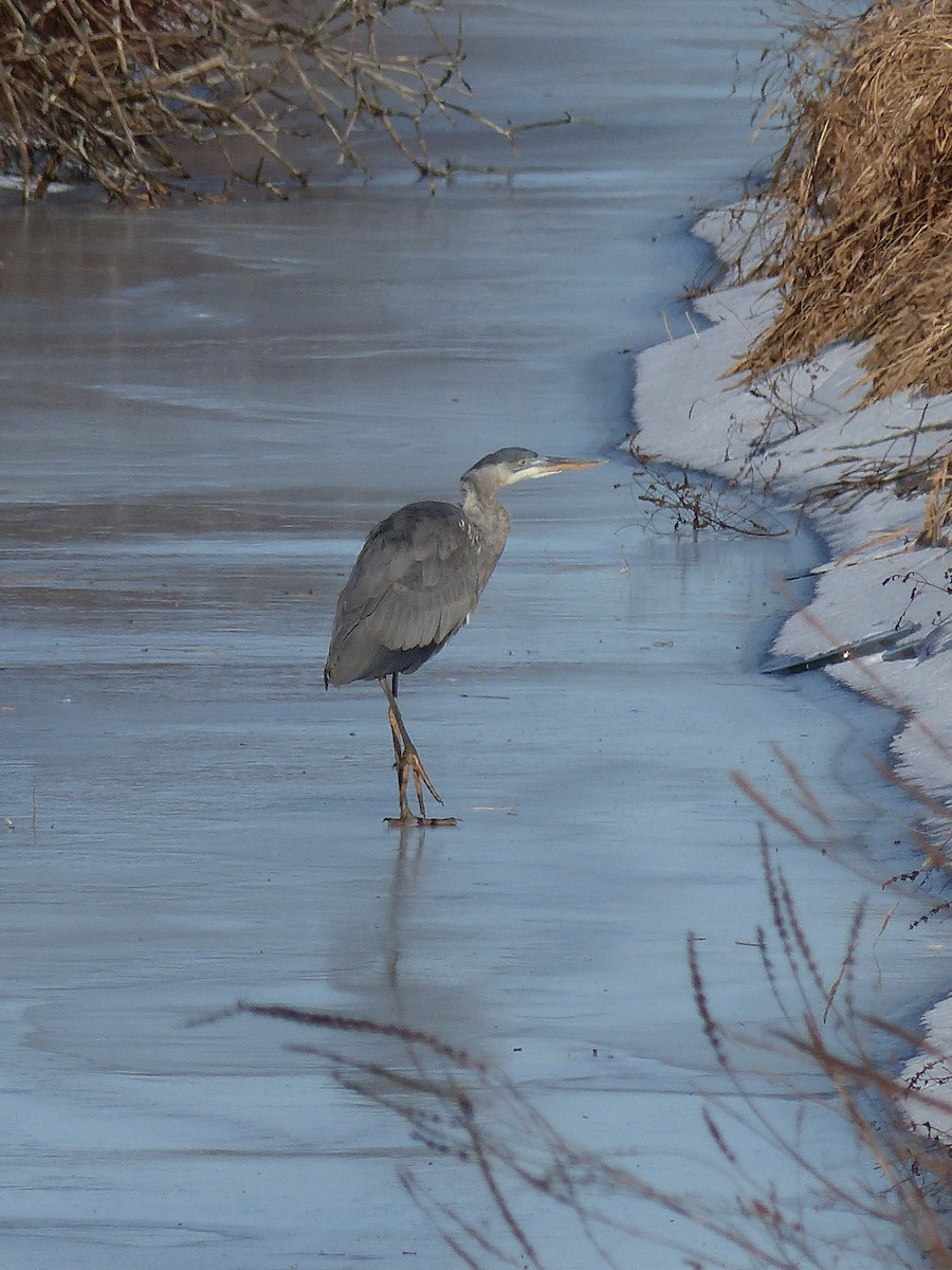 Great Blue Heron - ML645068280