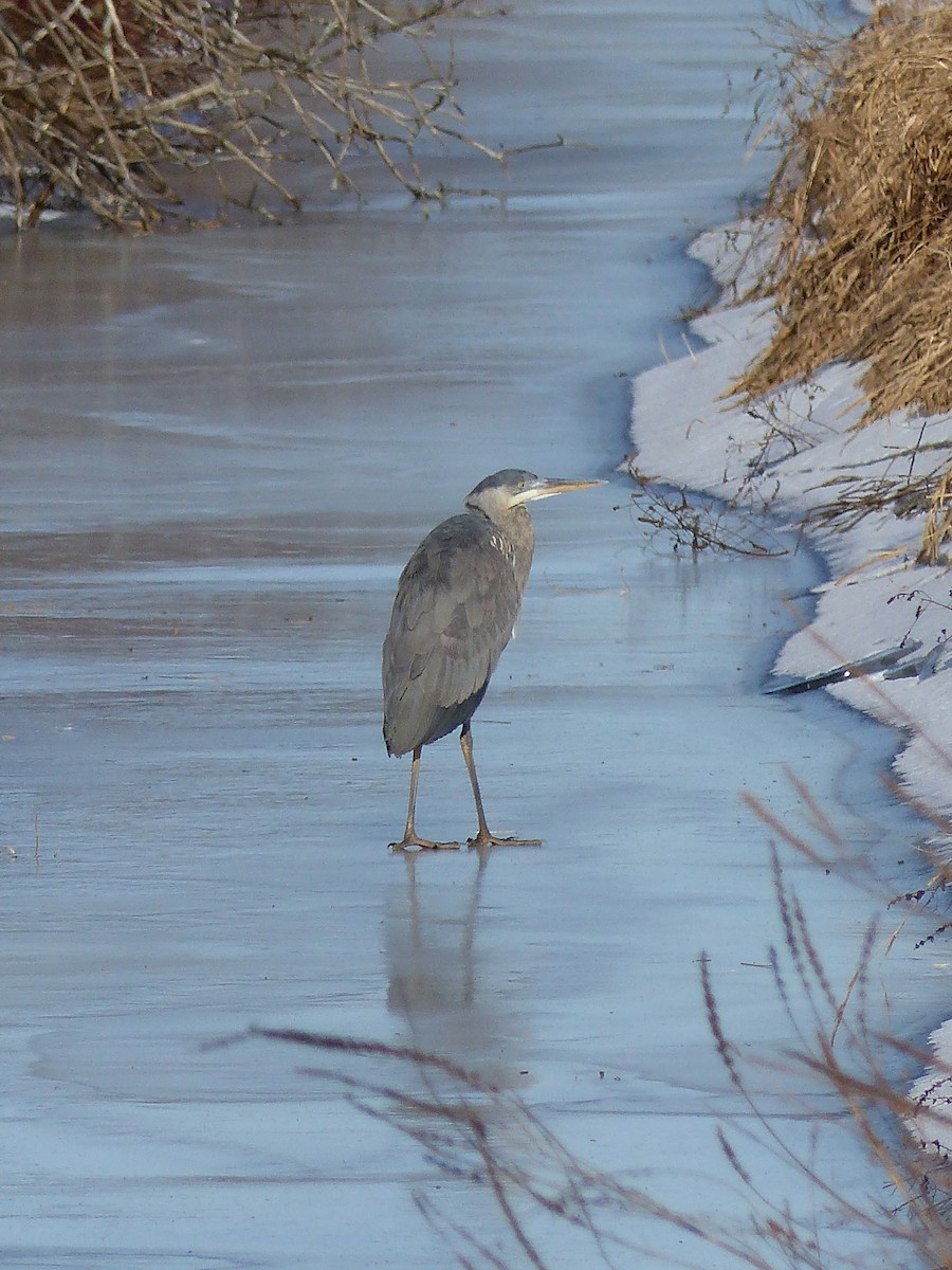 Great Blue Heron - ML645068283