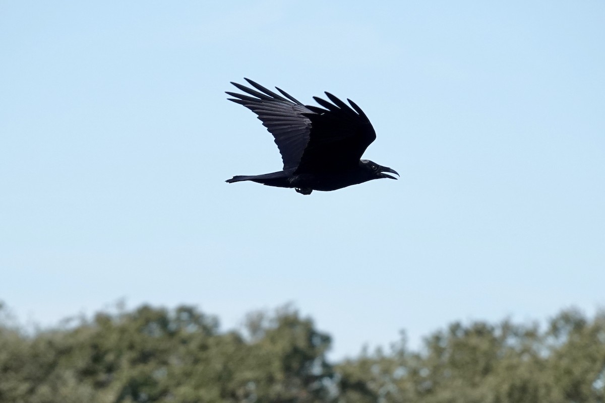 Common Raven - ML645068284