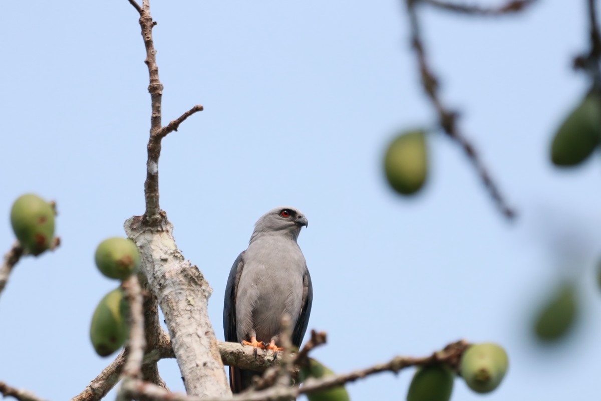 ムシクイトビ - ML645068287