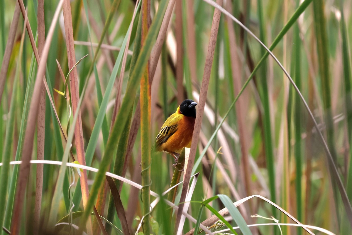 Black-headed Weaver - ML645068295