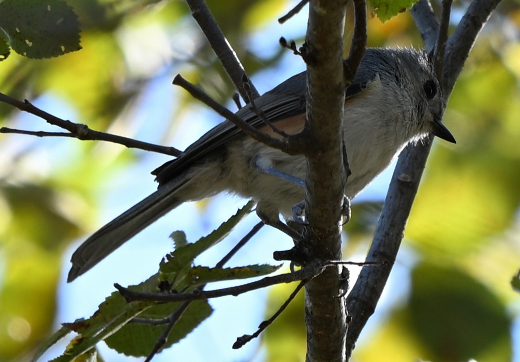 Black-crested Titmouse - ML645068301