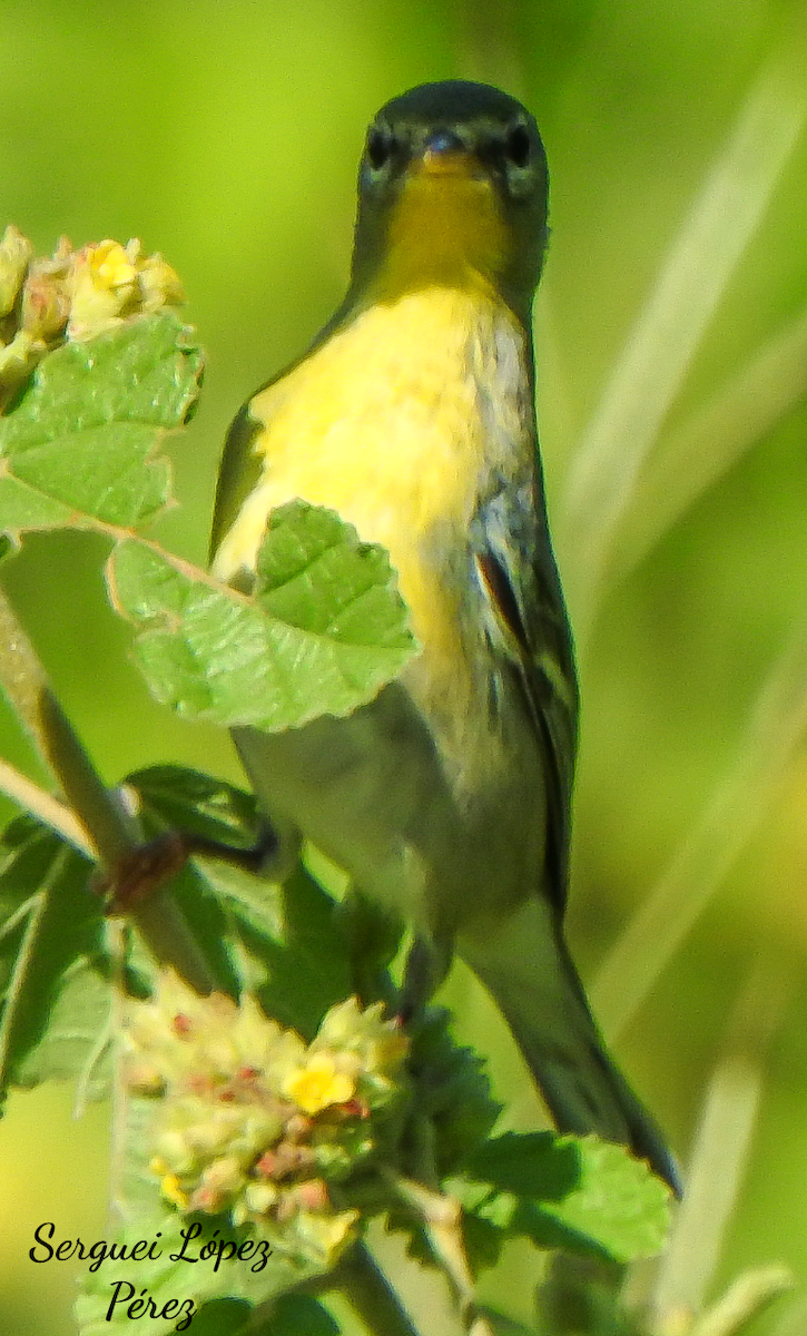 stryparula - ML645068310