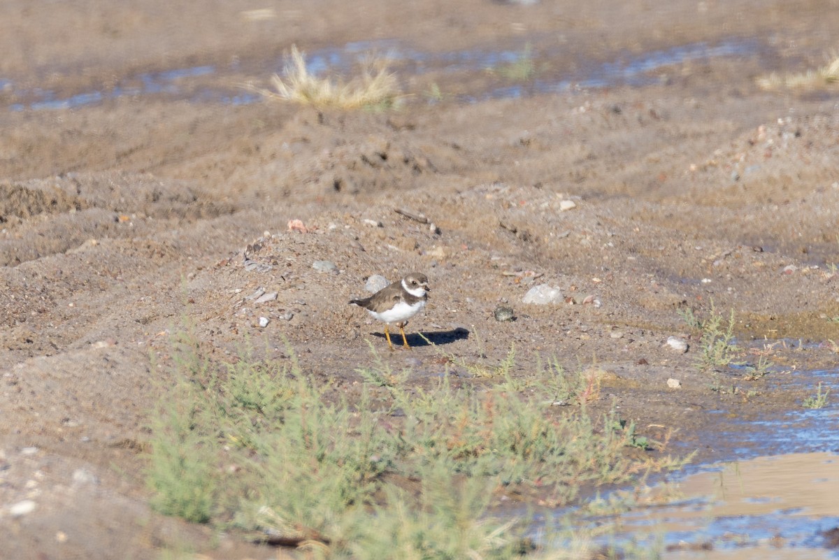 Semipalmated Plover - ML645068317