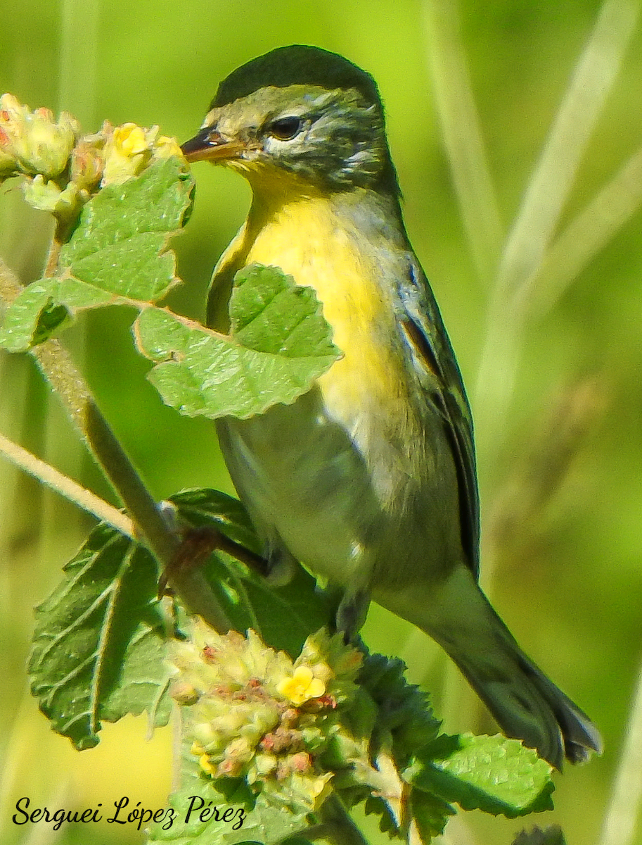 stryparula - ML645068322