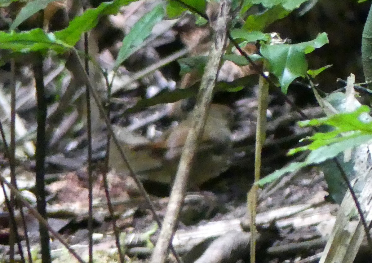 Atherton Scrubwren - ML645068330