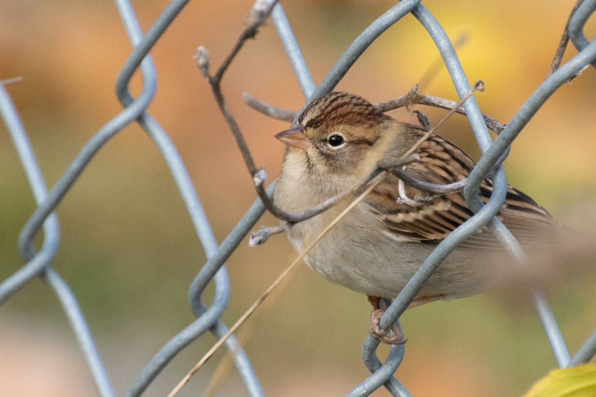 Chipping Sparrow - ML645068333
