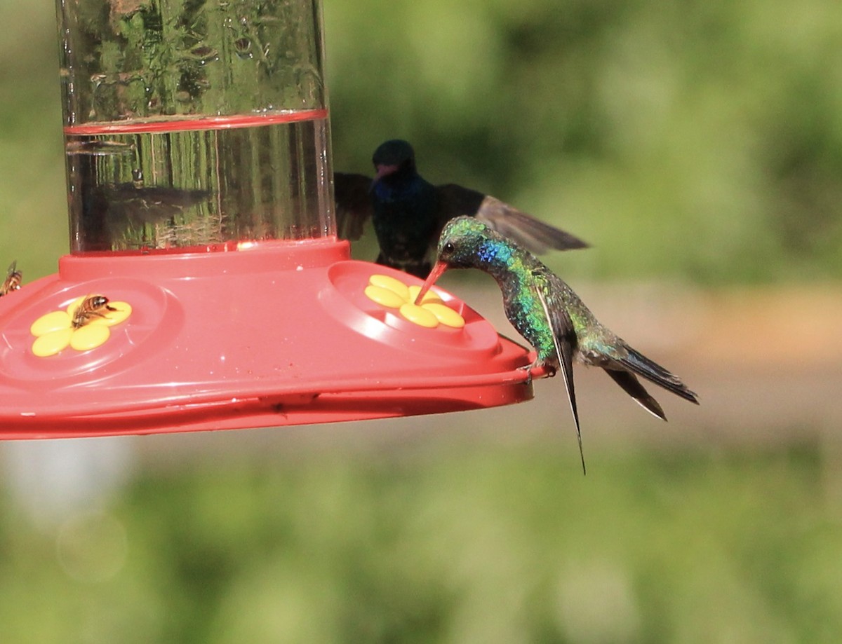 Broad-billed Hummingbird - ML645068335