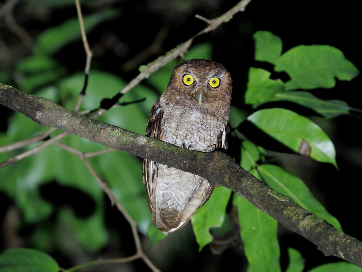 Foothill Screech-Owl - ML645068336