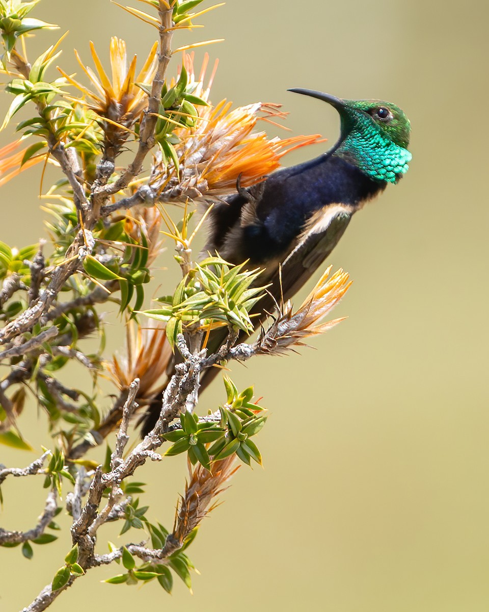 Black-breasted Hillstar - ML645068338