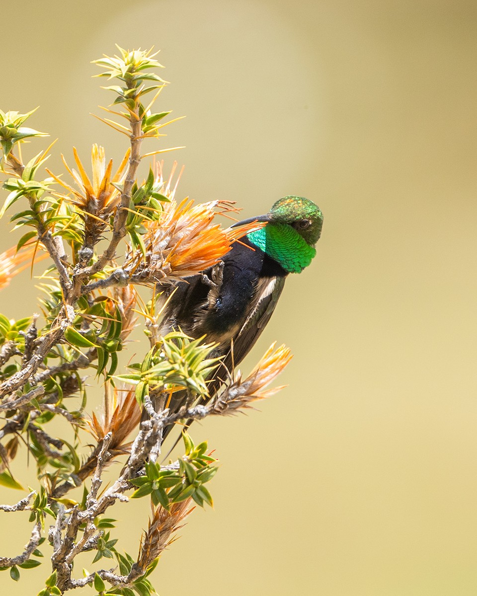 Black-breasted Hillstar - ML645068339