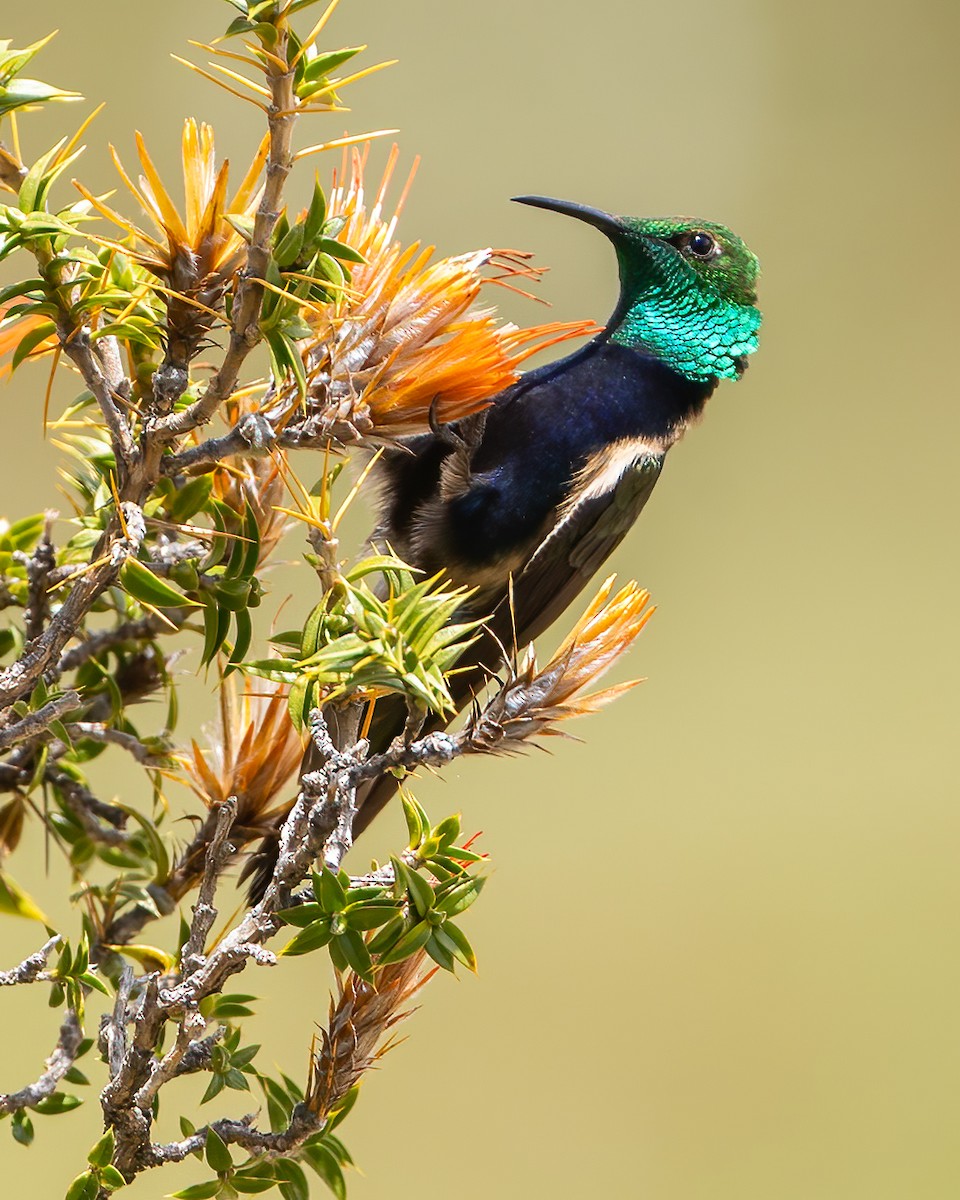 Black-breasted Hillstar - ML645068340