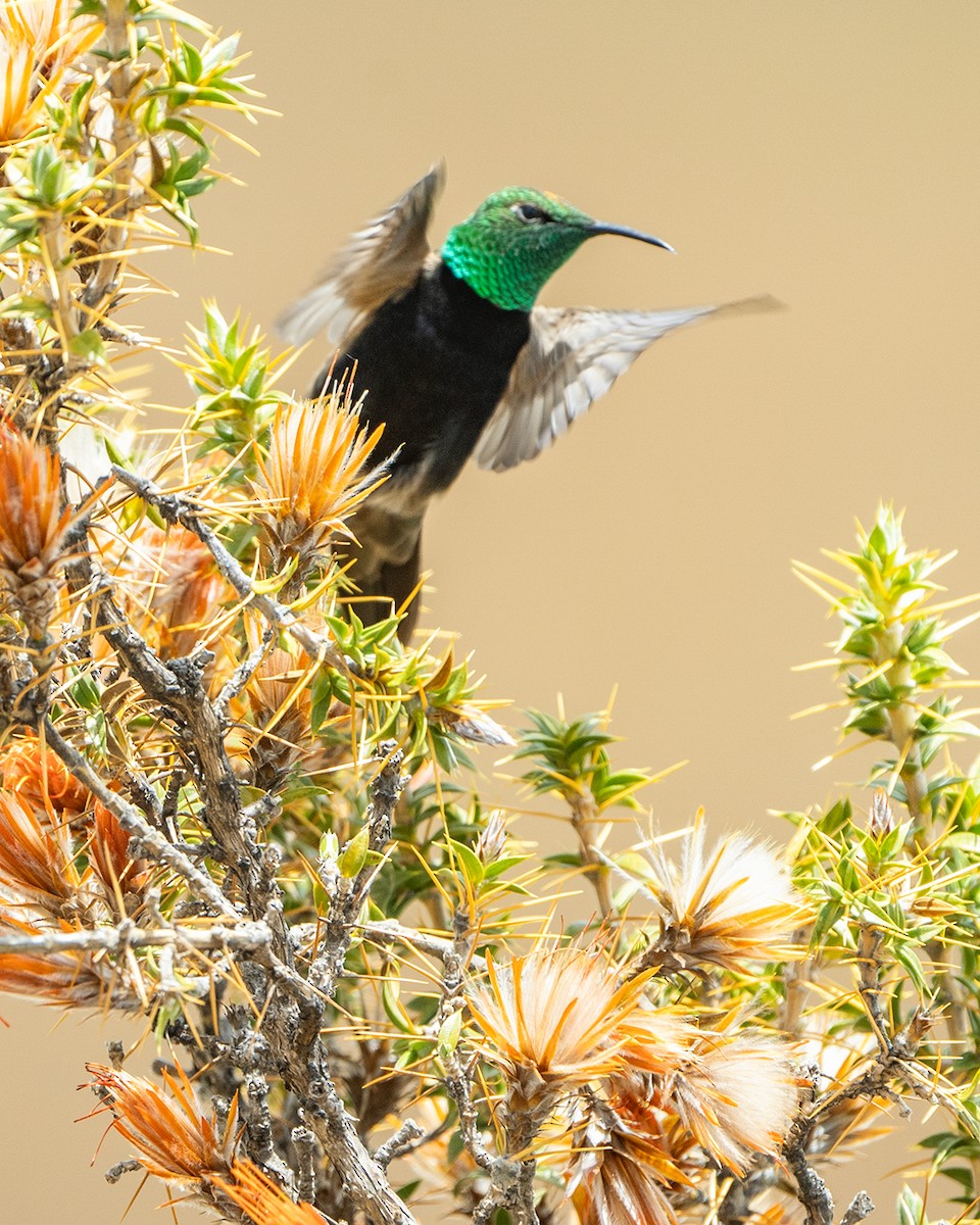 Black-breasted Hillstar - ML645068341