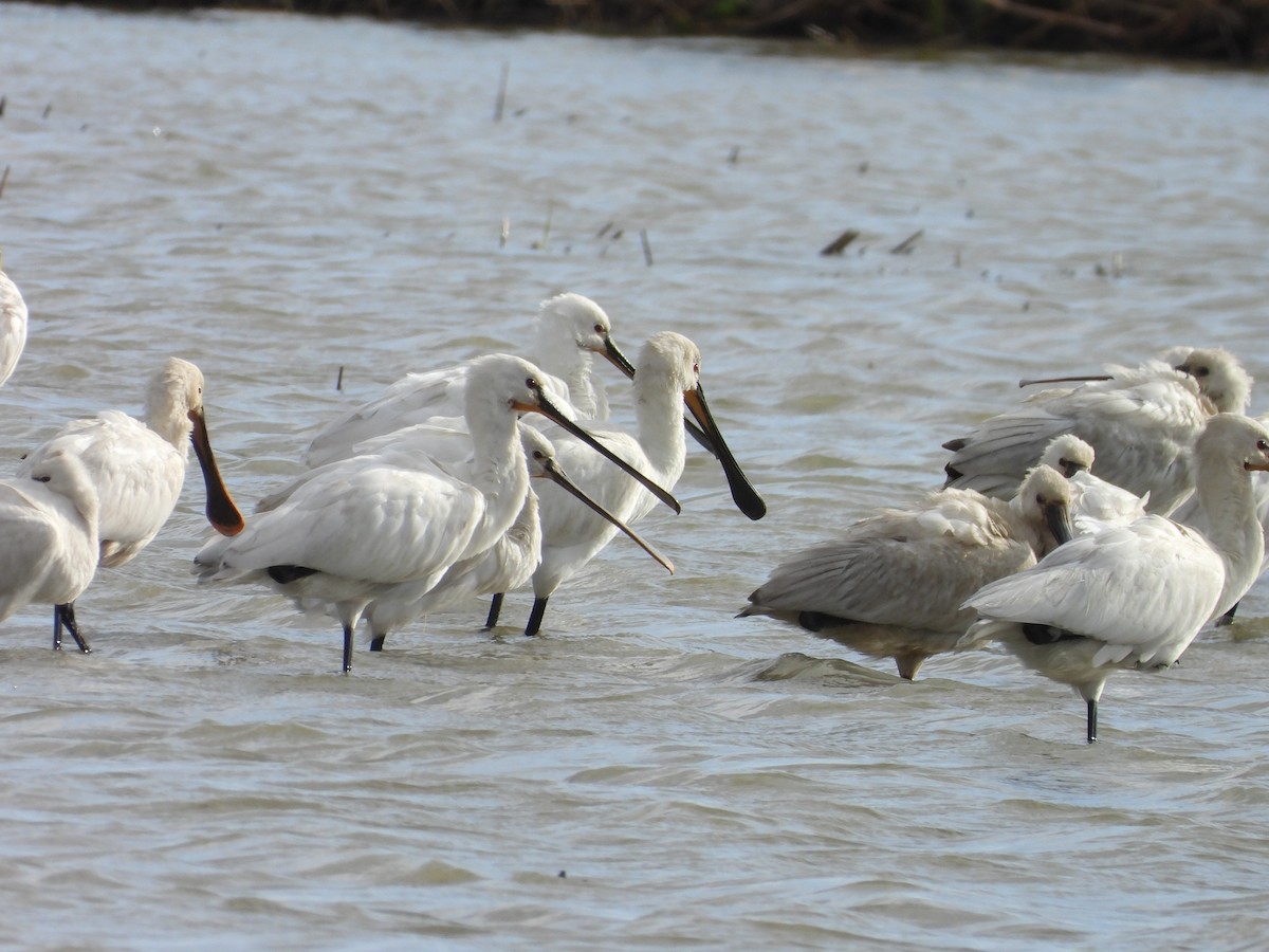 Eurasian Spoonbill - ML645068345