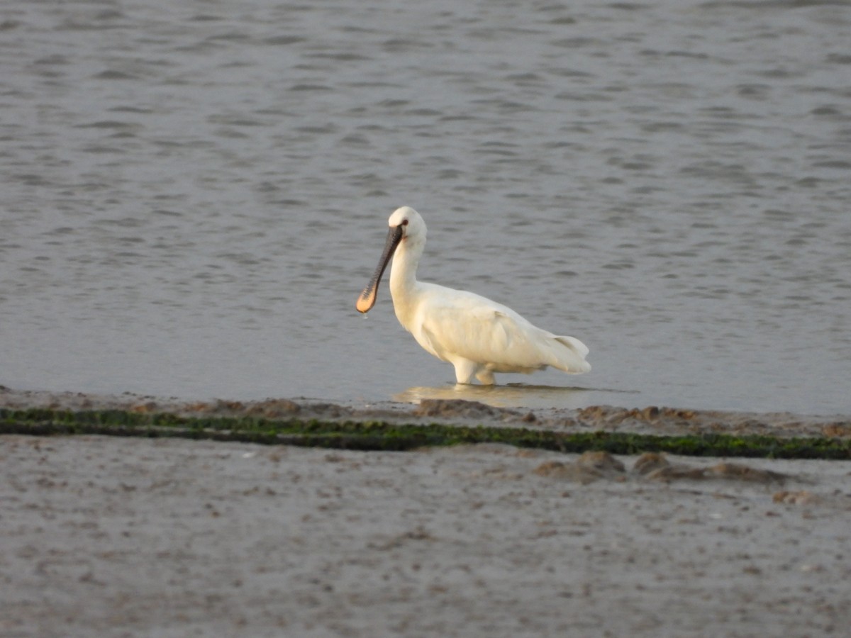 Eurasian Spoonbill - ML645068346