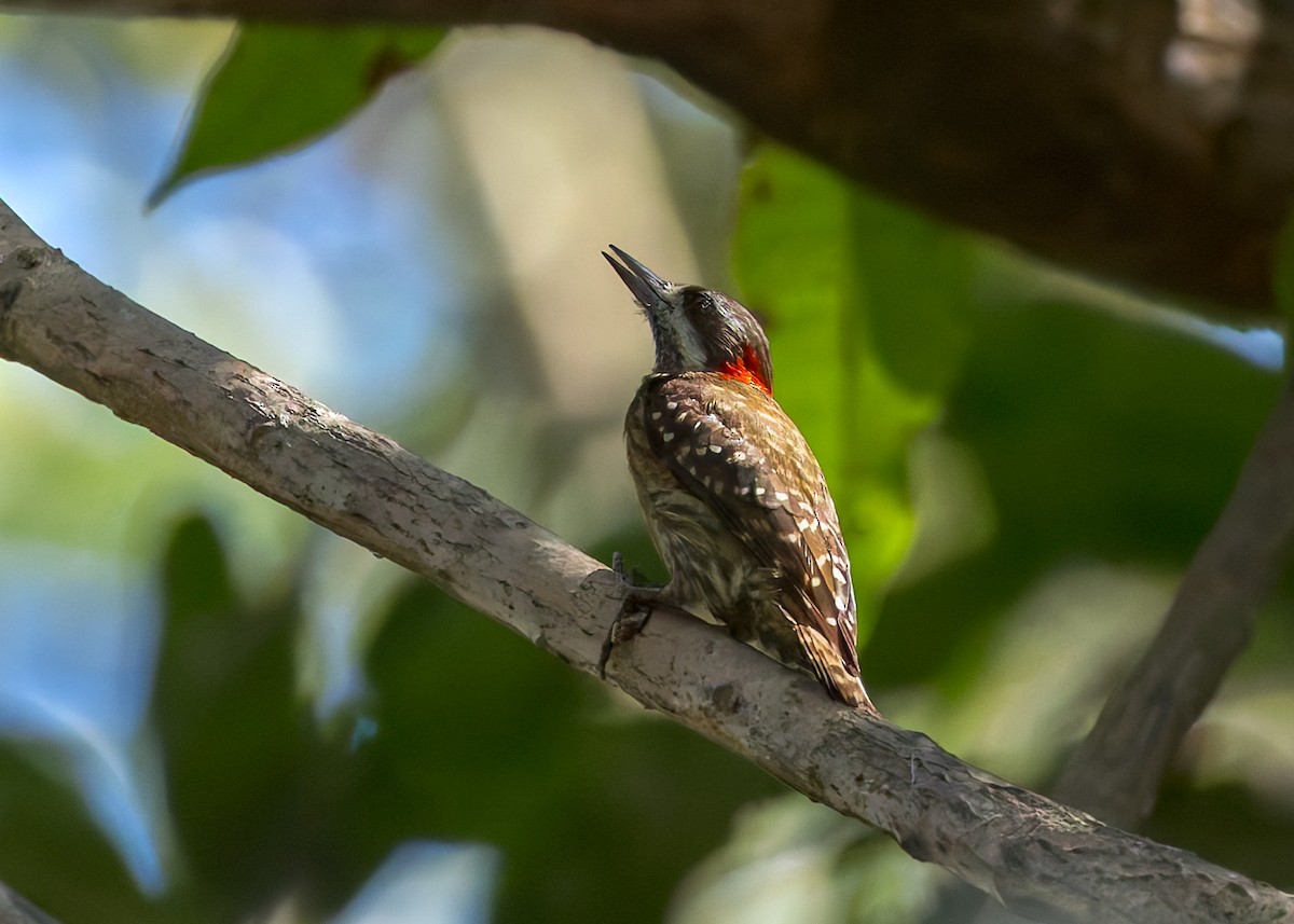 strakapoud celebeský - ML645068348