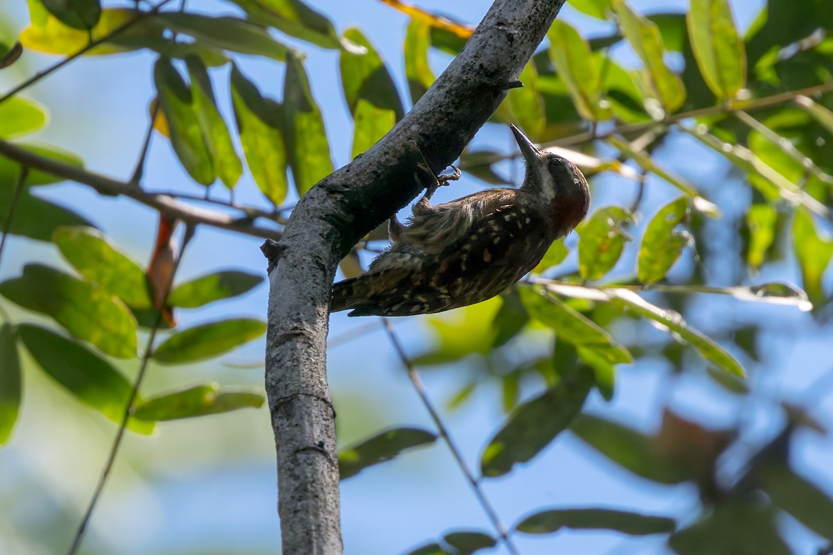 strakapoud celebeský - ML645068349