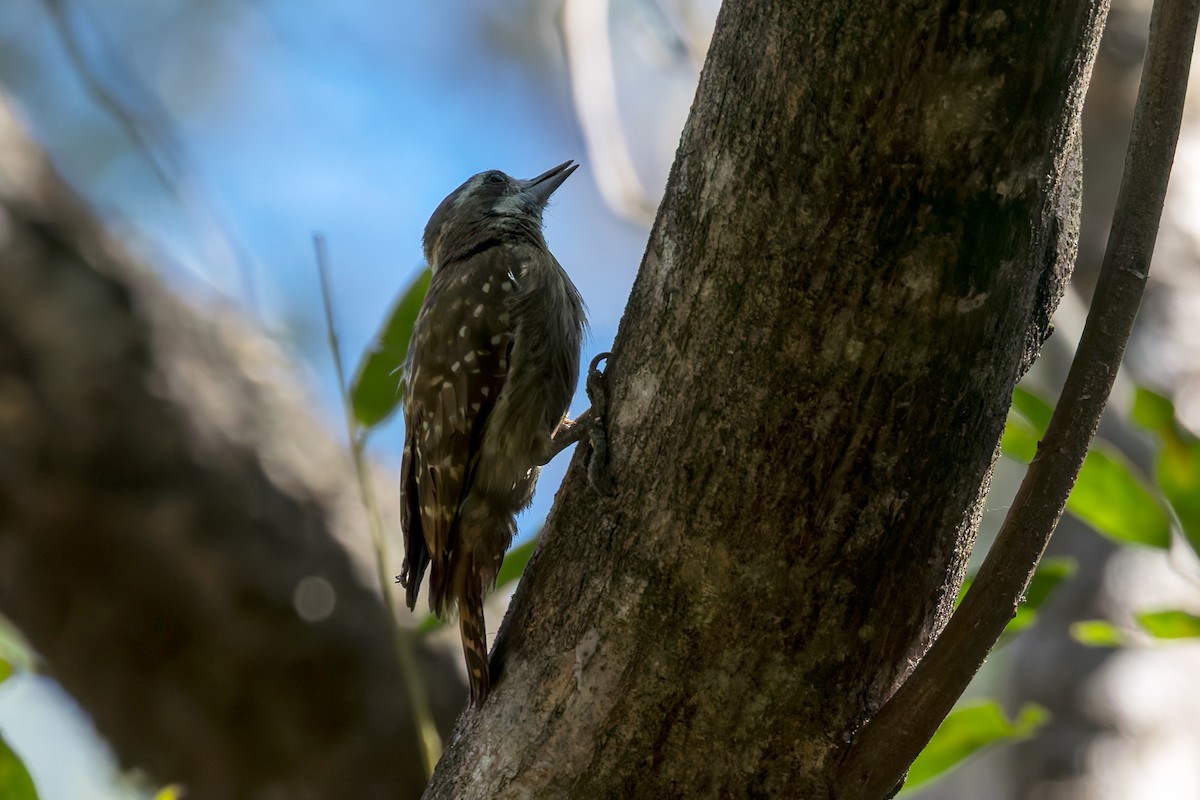 strakapoud celebeský - ML645068350