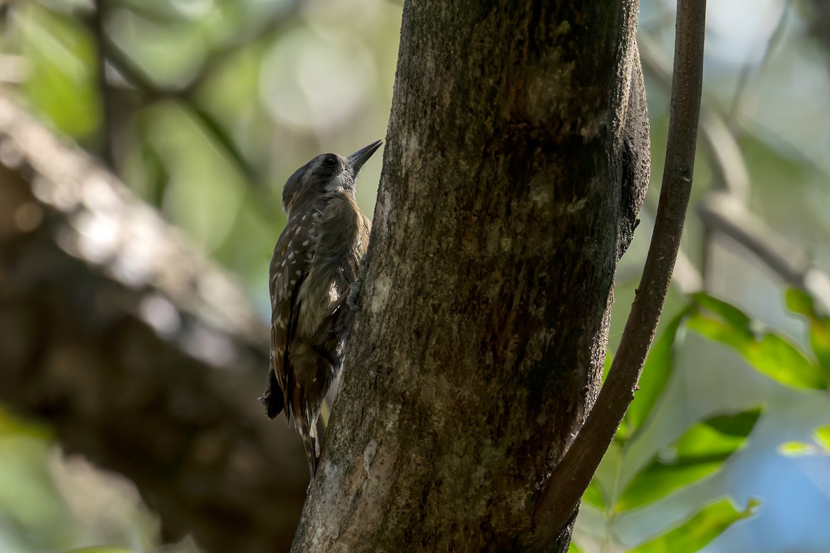 strakapoud celebeský - ML645068351