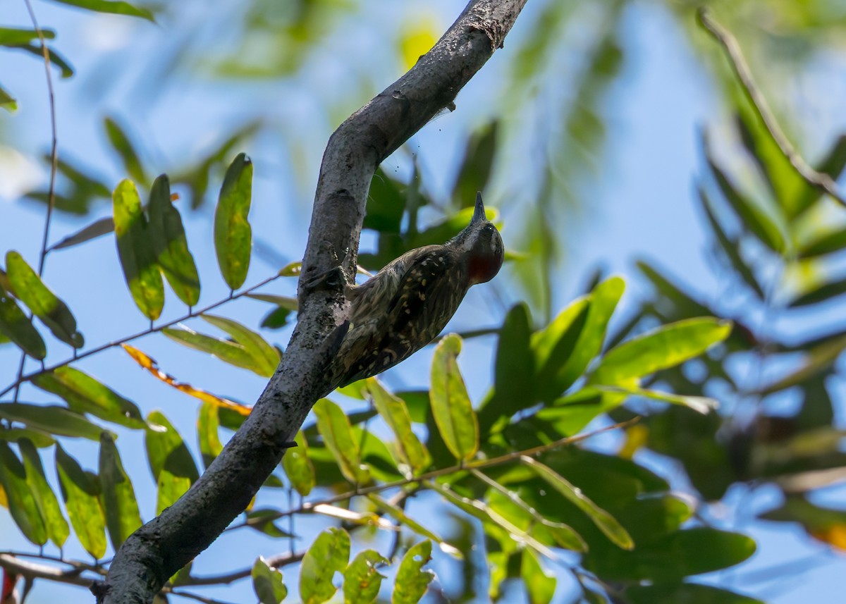 strakapoud celebeský - ML645068352