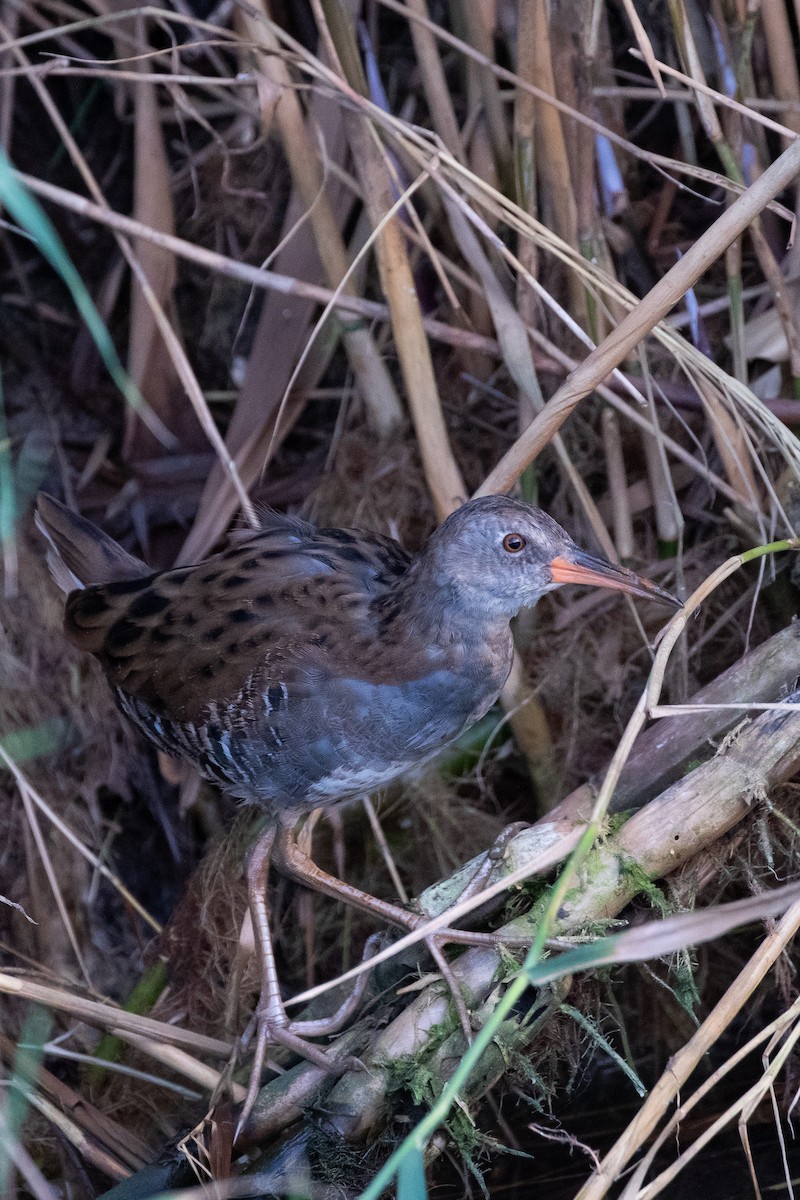 Water Rail - ML645068357