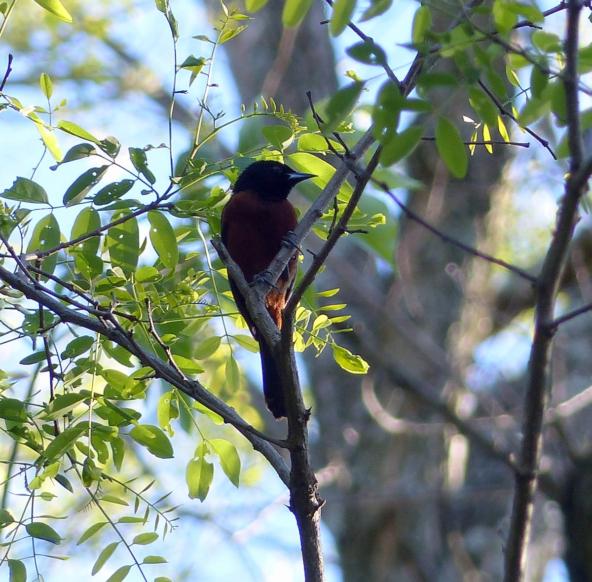 Садовый трупиал - ML645068365