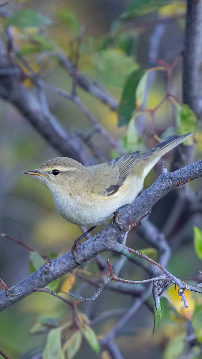 Common Chiffchaff - ML645068369