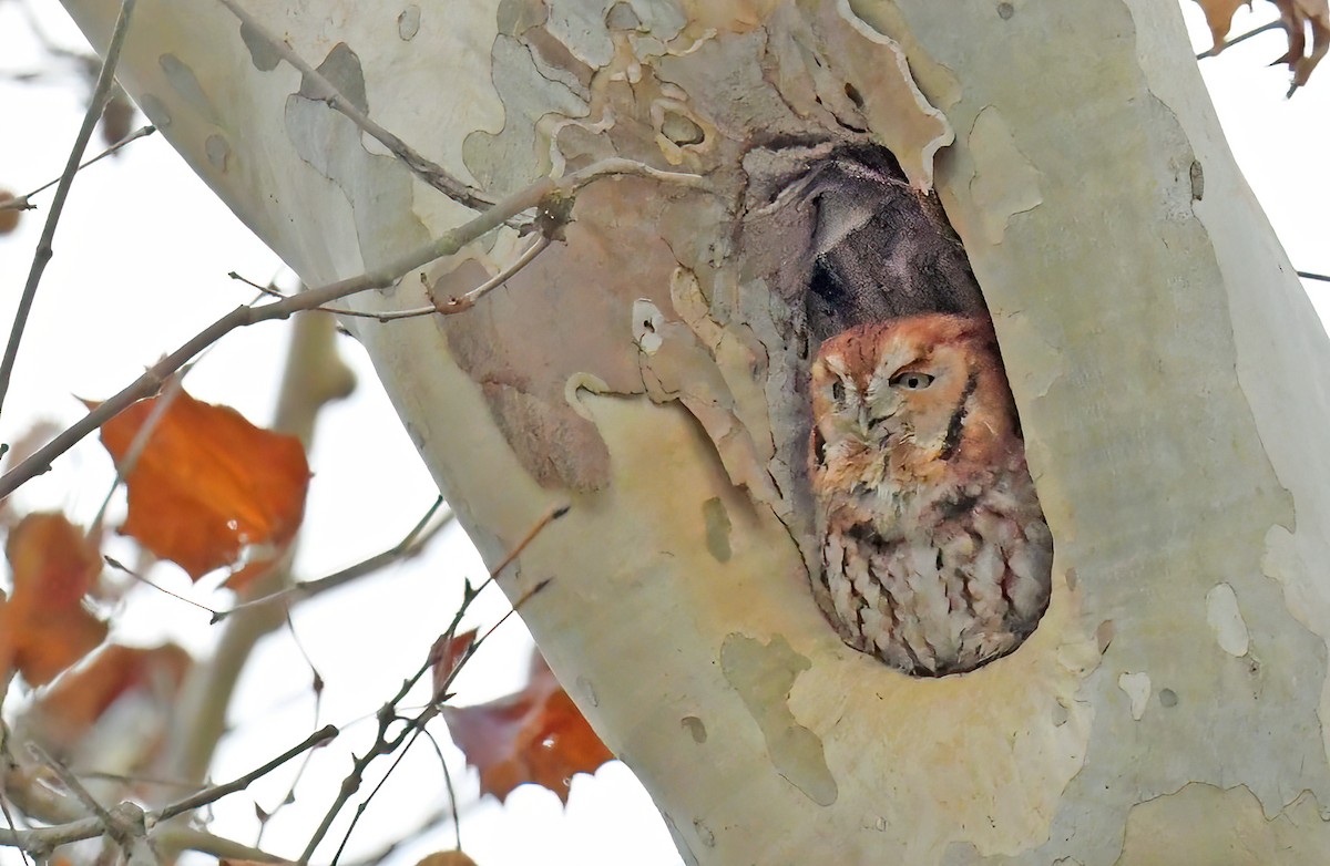 Eastern Screech-Owl - ML645068374