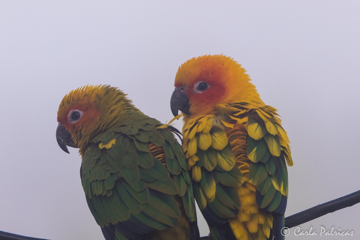 Sun Parakeet - ML645068385