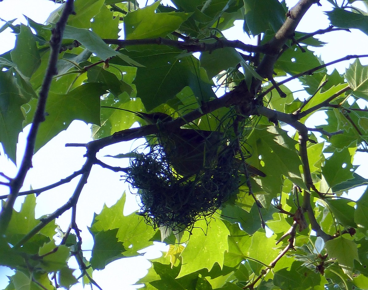 Садовый трупиал - ML645068386