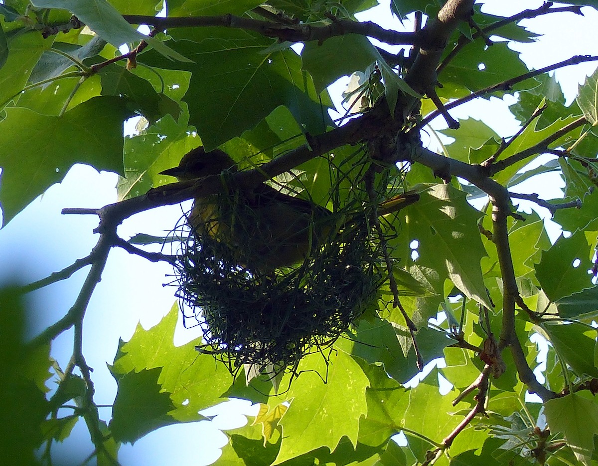 Садовый трупиал - ML645068387