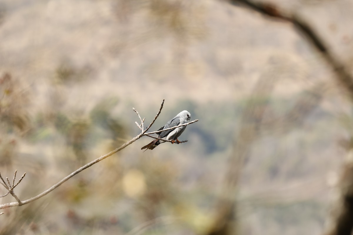 ムシクイトビ - ML645068403