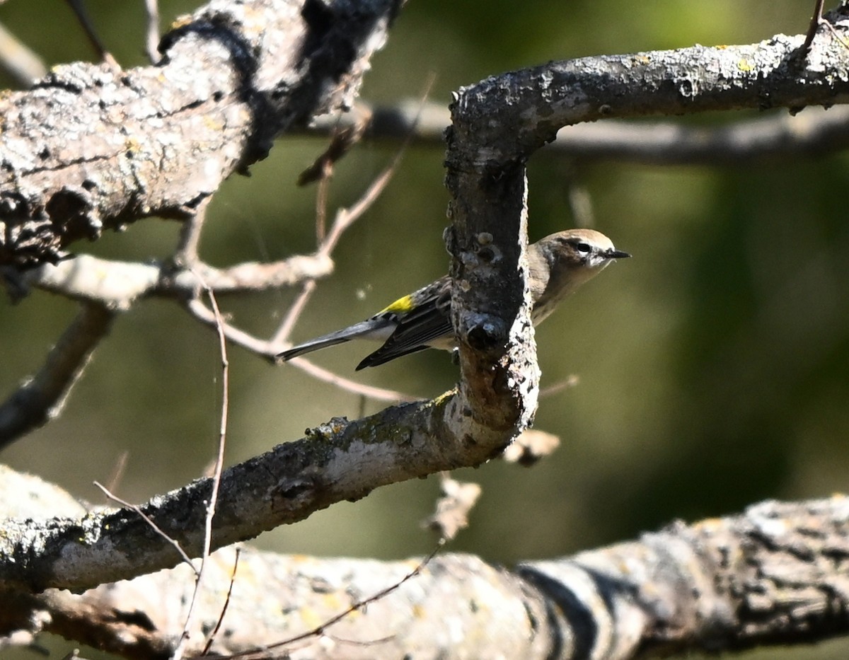 Yellow-rumped Warbler - ML645068404