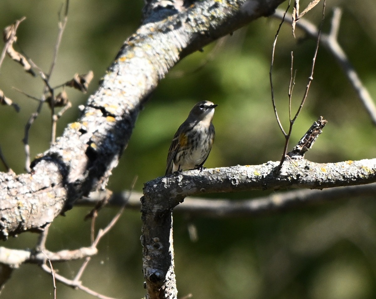 Yellow-rumped Warbler - ML645068405