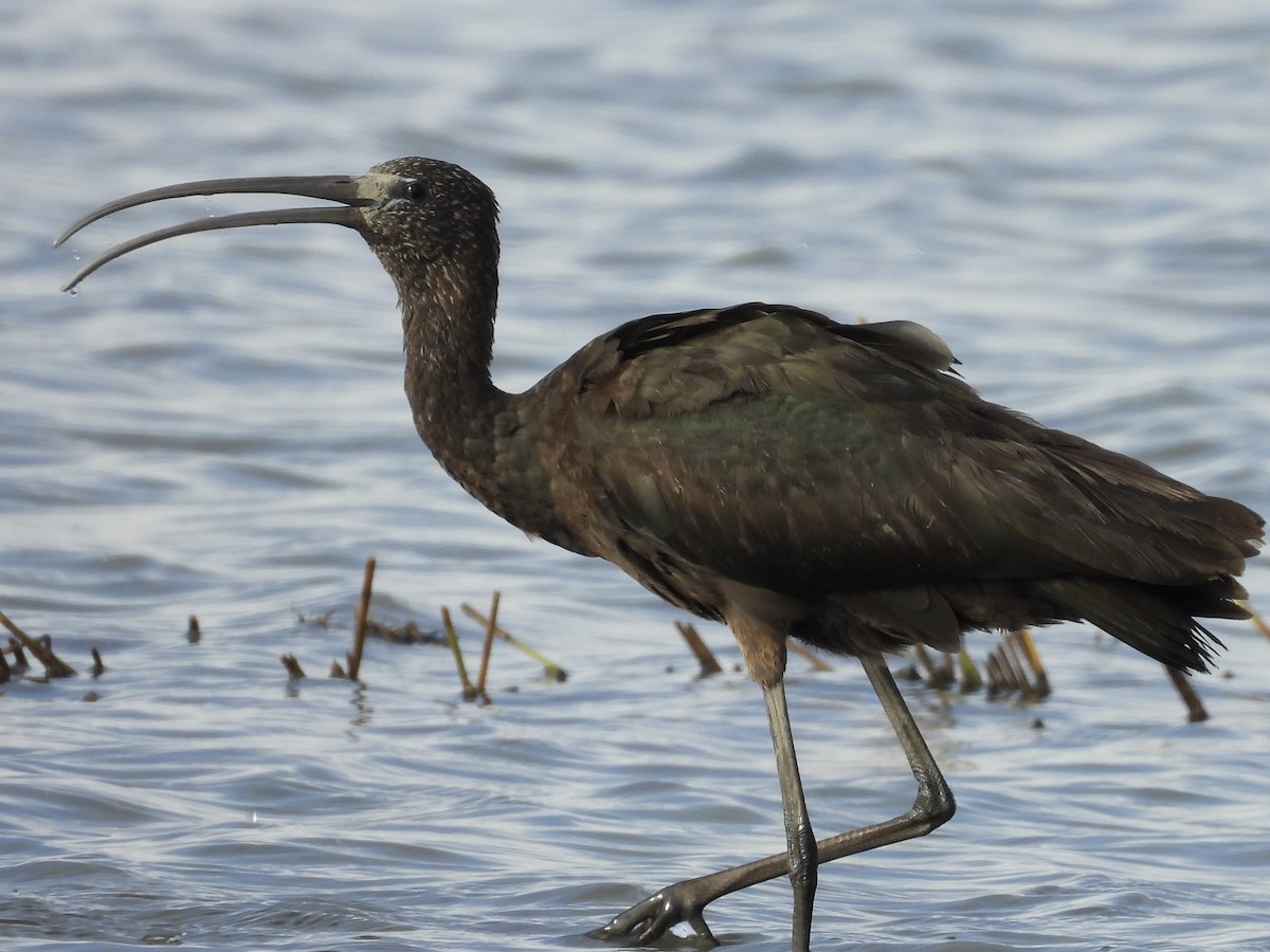 Glossy Ibis - ML645068422