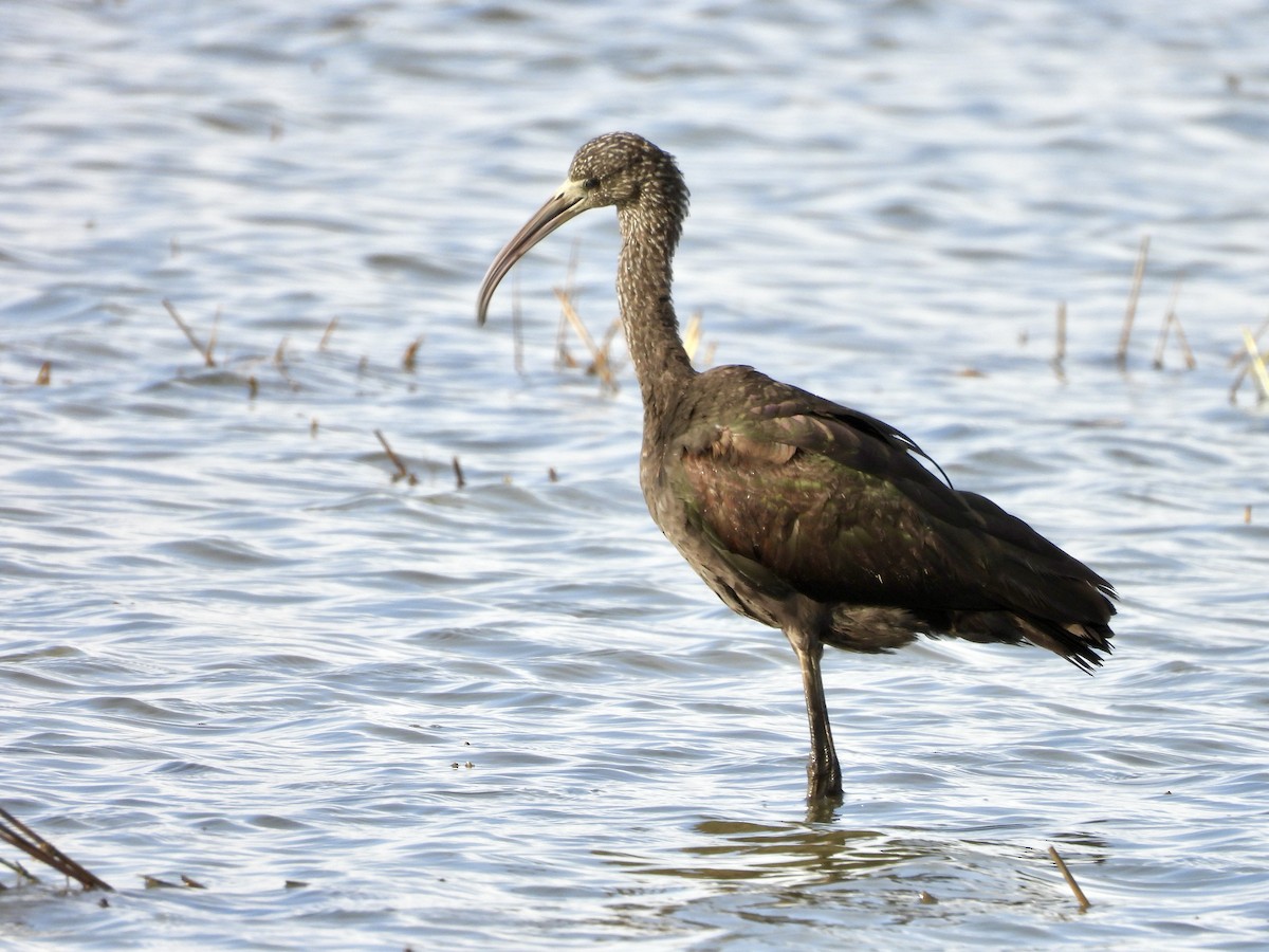 Glossy Ibis - ML645068423