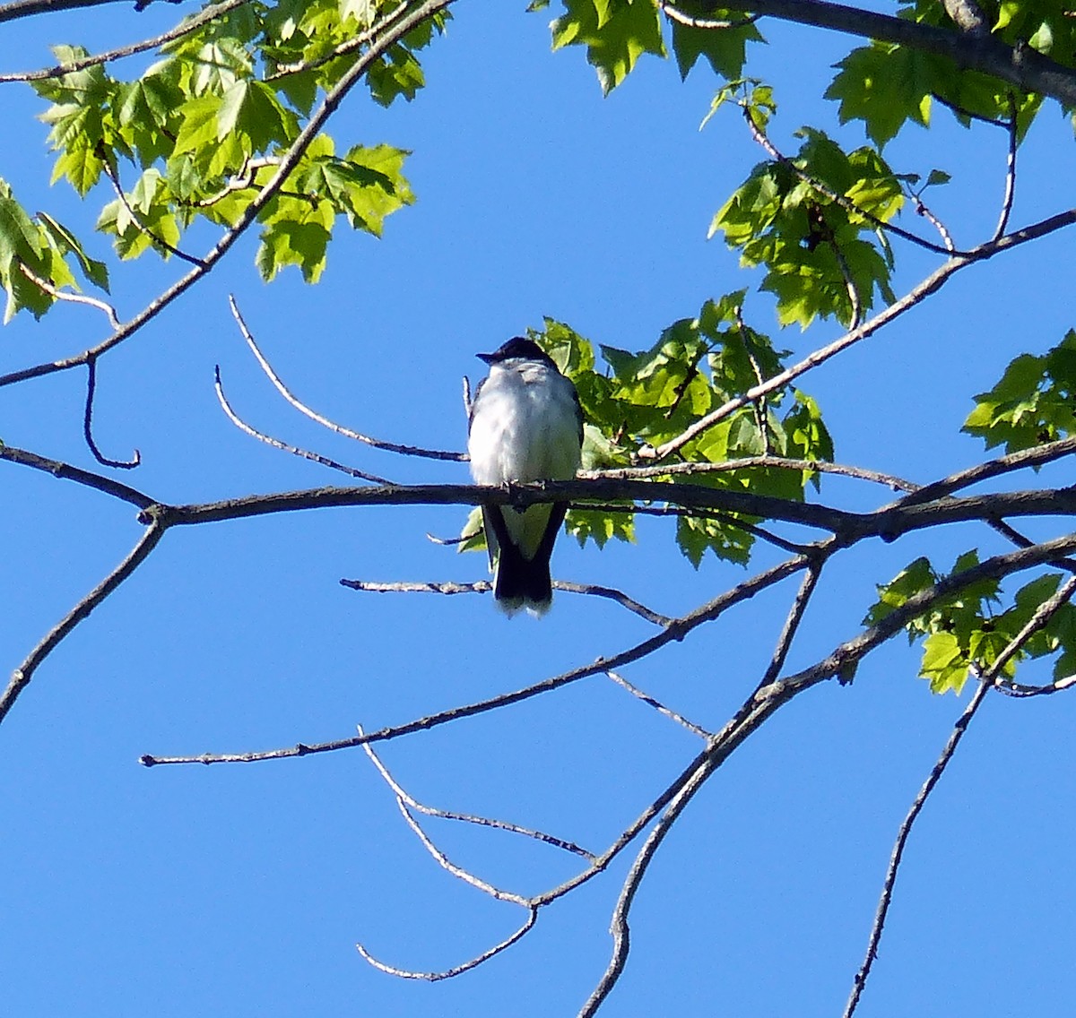 Восточный тиранн - ML645068444