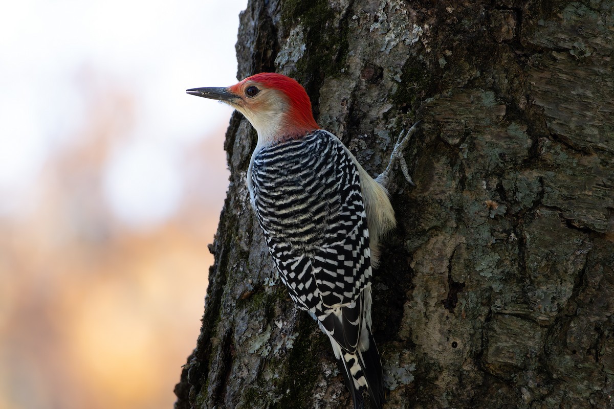 Red-bellied Woodpecker - ML645068447