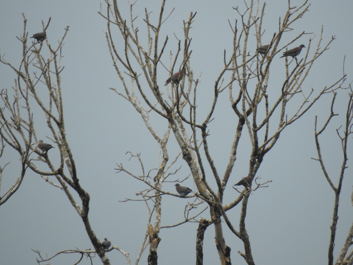 Pale-vented Pigeon - ML645068448