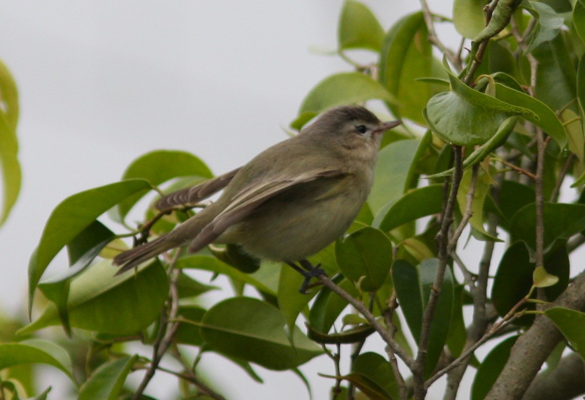 Western Warbling Vireo - ML645068451
