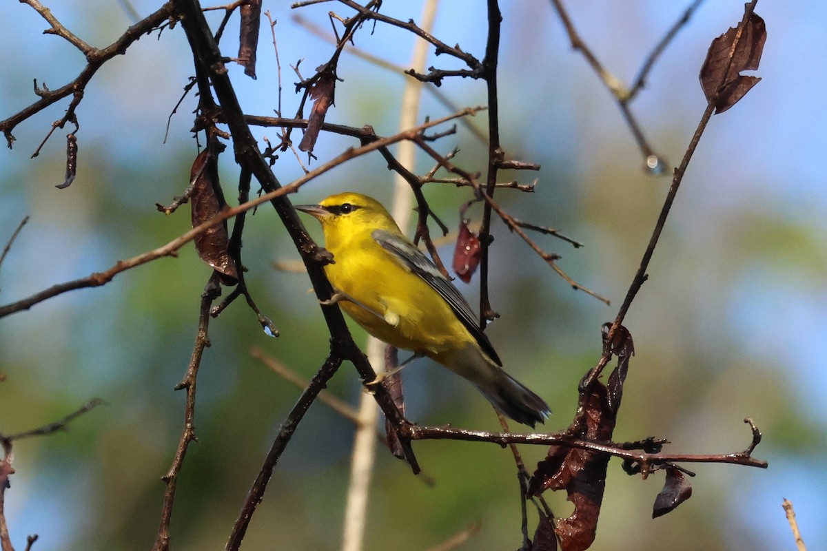 Blue-winged Warbler - ML645068455