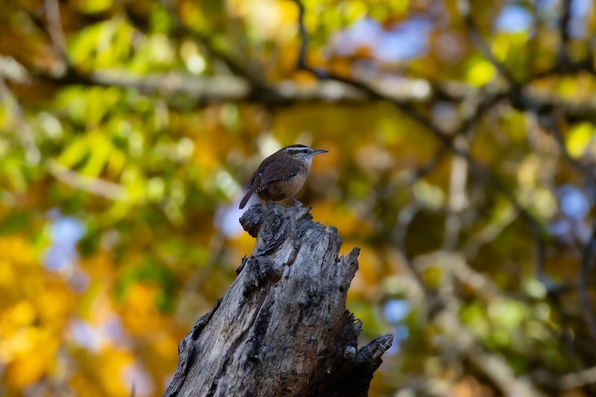 Carolina Wren - ML645068460