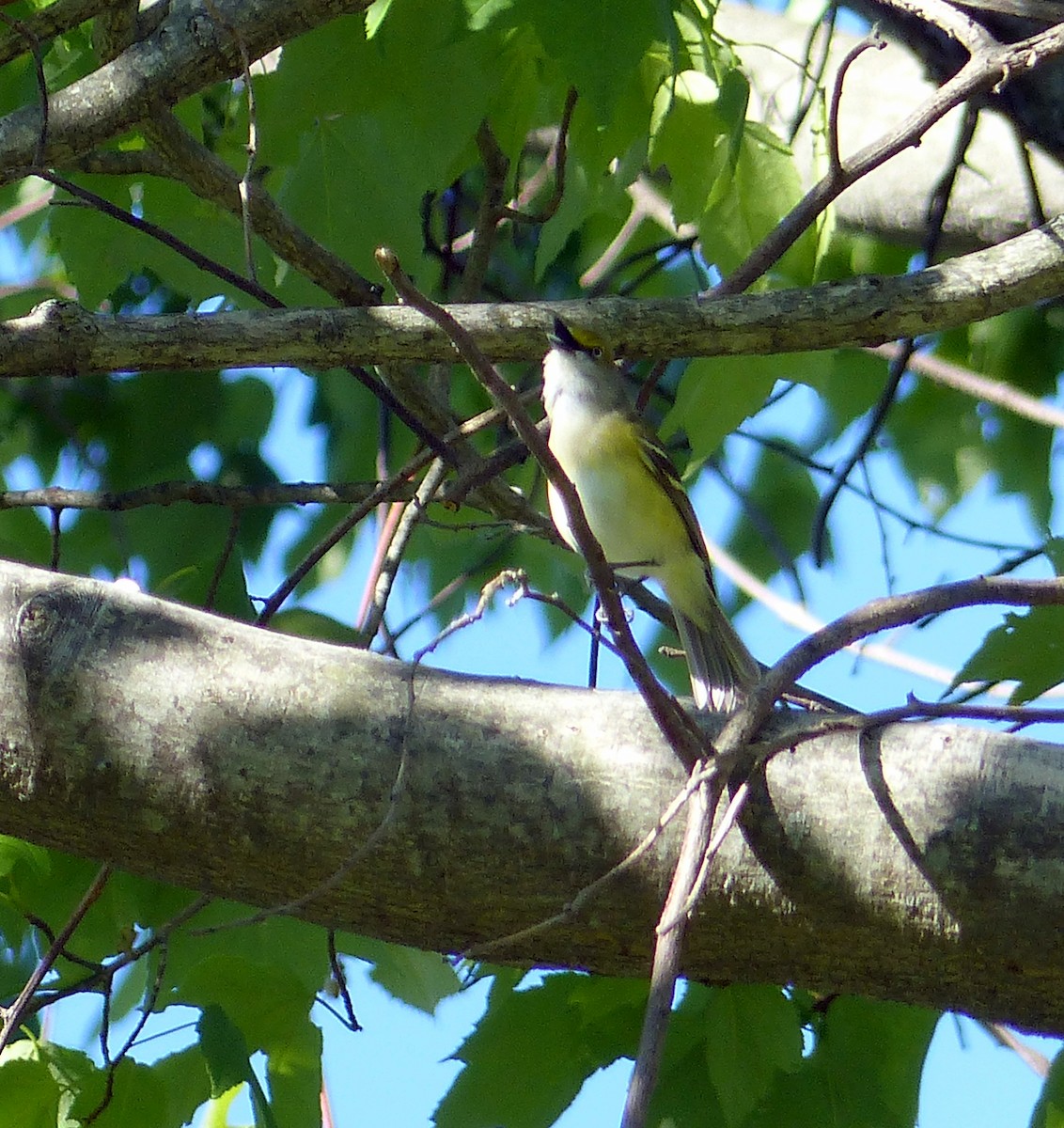 White-eyed Vireo - ML645068464