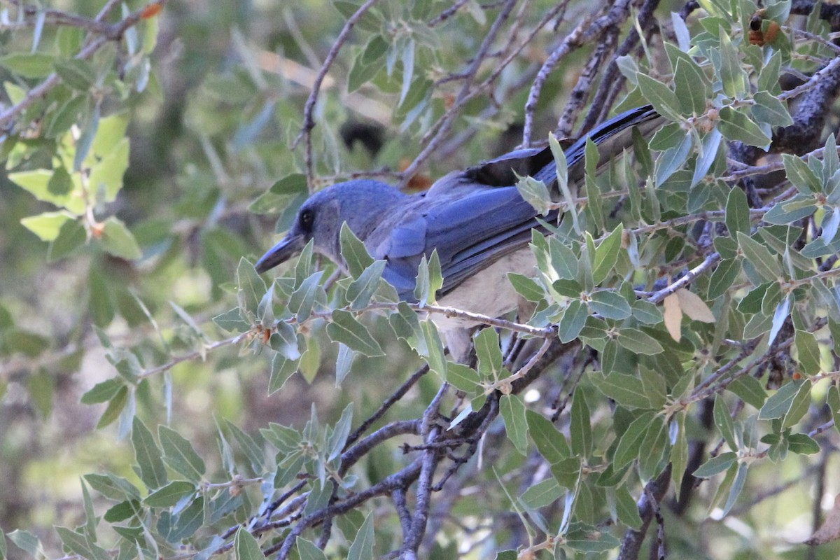 Mexican Jay (Arizona) - ML645068470