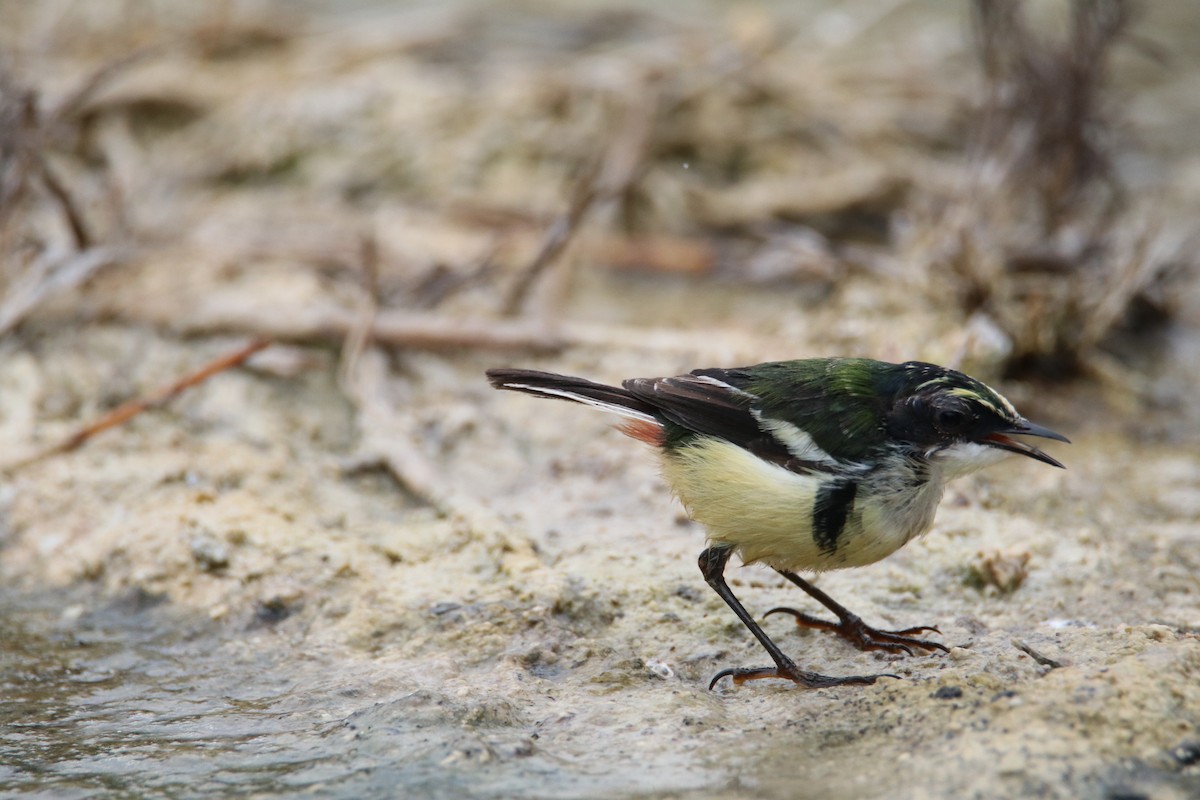 Many-colored Rush Tyrant - ML645068473