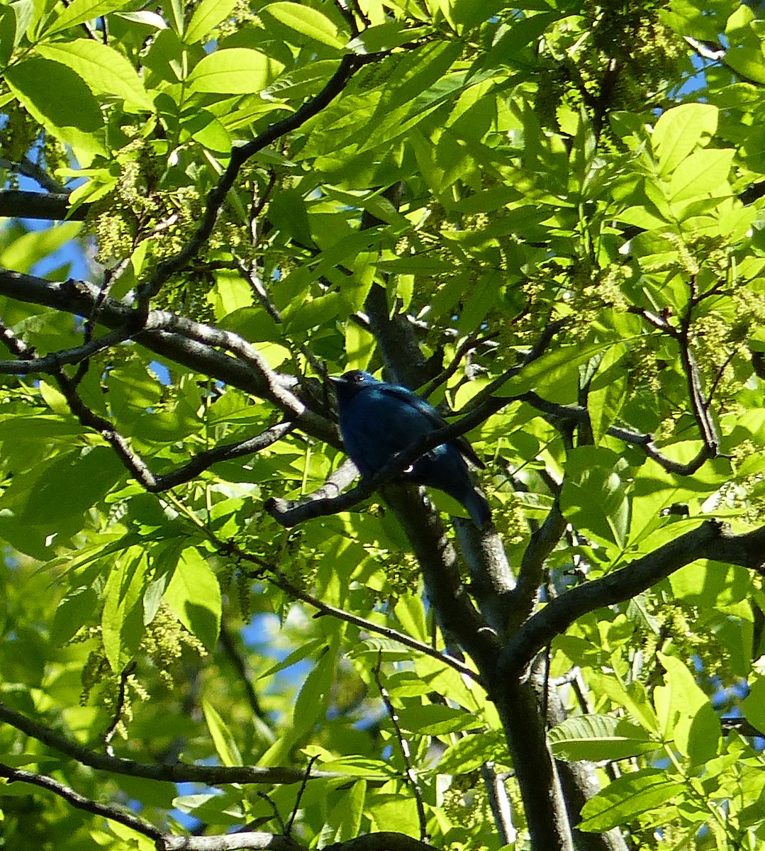 Индиговый колорин - ML645068475