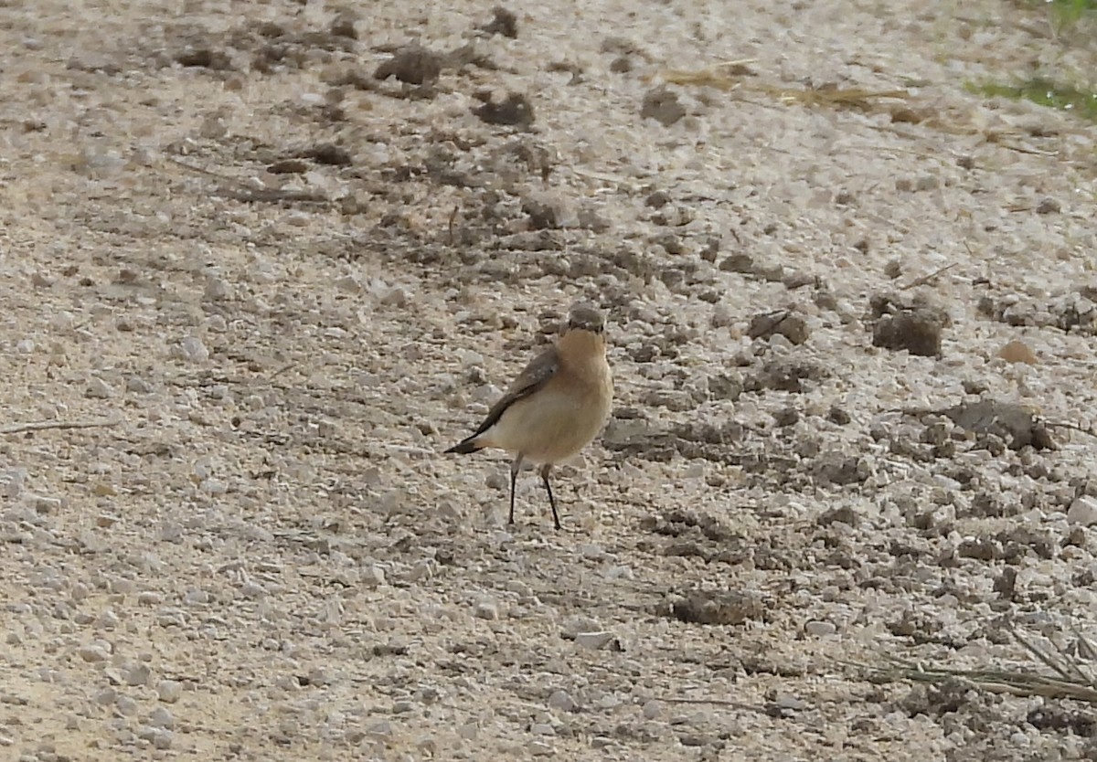 Northern Wheatear - ML645068479