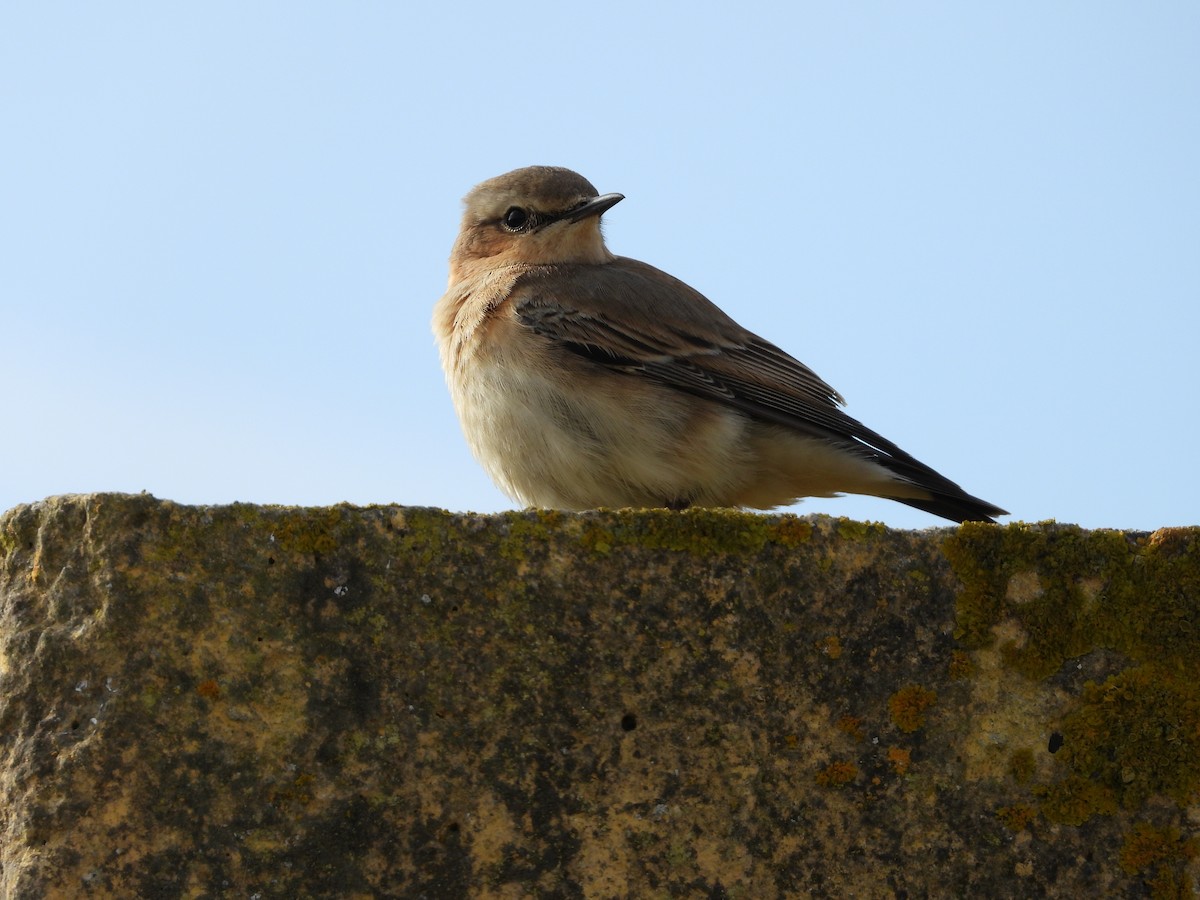 Northern Wheatear - ML645068480
