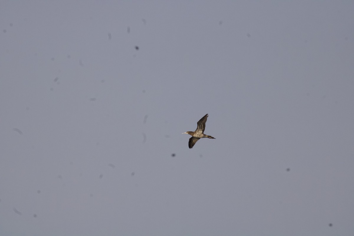 Brown Booby - ML645068481