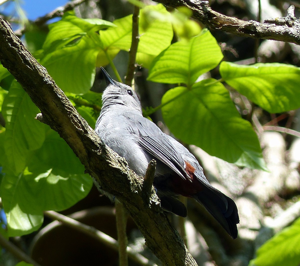 Кошачий пересмешник - ML645068485